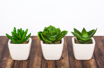 Green plants on wooden background