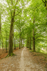 Beautiful forest avenue large beech trees, Fagus sylvatica,  along footpath on estate belonging to country house Huis ter Eerbeek dating 1822 in the Dutch province of Gelderland