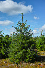 Plantatnion of young green fir Christmas trees, nordmann fir and another fir plants cultivation, ready for sale for Christmas and New year celebratoin