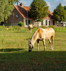 Fototapeta na wymiar Farmers life, horse walking outside and grazing green grass in sunny summer day
