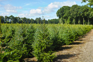 Fototapeta na wymiar Plantatnion of young green fir Christmas trees, nordmann fir and another fir plants cultivation, ready for sale for Christmas and New year celebratoin