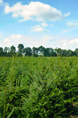 Plantatnion of young green fir Christmas trees, nordmann fir and another fir plants cultivation, ready for sale for Christmas and New year celebratoin