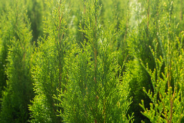 Green thuja coniferous decoration oriental plants growing on plantations in Netherlands
