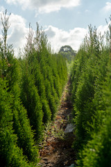 Green thuja coniferous decoration oriental plants growing on plantations in Netherlands