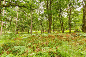 Summer landscape with mixed forest of conifers and deciduous trees with undergrowth of blueberry and ferns on the Ramenberg in the Dutch province of Gelderland
