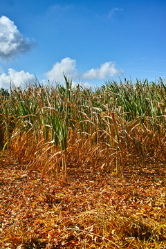 Сatastrophic drought and heat in Europe, nature disaster, yellow dead corn fields