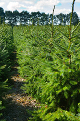 Fototapeta na wymiar Plantatnion of young green fir Christmas trees, nordmann fir and another fir plants cultivation, ready for sale for Christmas and New year celebratoin