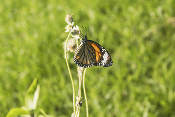 Monarch Butterfly - An orange monarch butterfly holding on to a fading blossom - Powered by Adobe