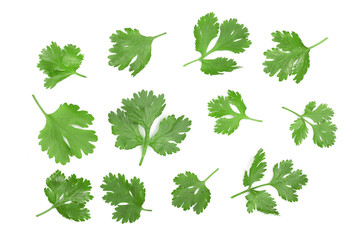 cilantro or coriander leaves isolated on white background. Top view. Flat lay pattern