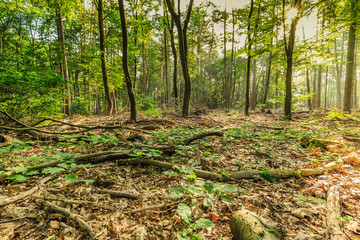 Sustainably managed natural forest with dead wood on the forest floor strengthens nature development and a healthy environment for the realization of biodiversity and natural biotopes