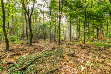 Sustainably managed natural forest with dead wood on the forest floor strengthens nature development and a healthy environment for the realization of biodiversity and natural biotopes