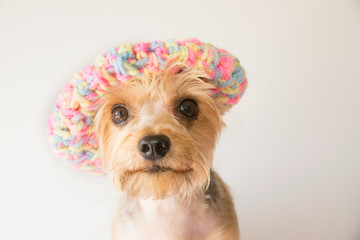 Closeup portrait of a dogs face wearing a rainbow knitted beanie isolated on a plain background