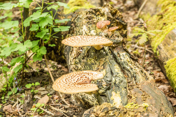 Close up of saddle mushroom, Polyporus squamosus, on dead tree trunk