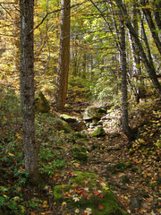 Fototapeta premium Lush Forest in Fall at West Fork of Oak Creek Canyon