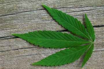 cannabis leaf on old wooden table