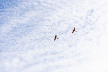 Red macaws flying