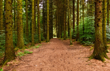Fototapeta premium Forest