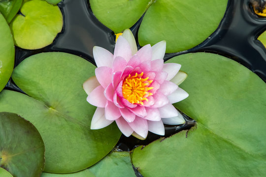 Nymphaea, pink water lily, top view