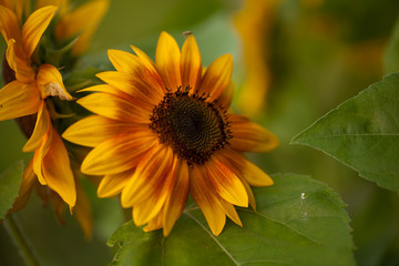 The bright yellow sunflower is blending with warm sunshine.
