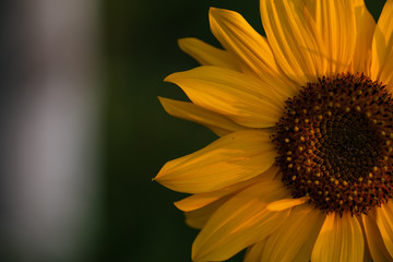 The bright yellow sunflower is blending with warm sunshine.