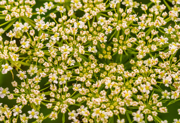 Daucus carota, braslav lakes, Vitebsk region, Belarus