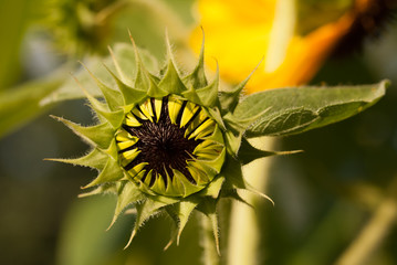 The bright yellow sunflower is blending with warm sunshine.