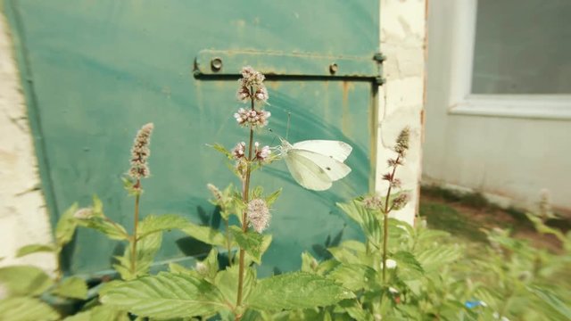 White Cabbage Butterfly Feeding On A Pink Pepermint Flower In A Countryside Garden At A Rural Farm House.