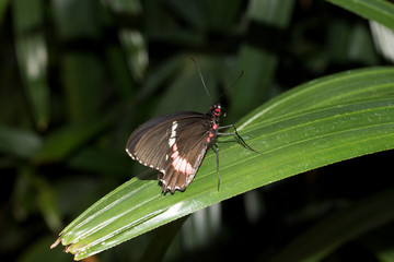 kleiner postbote schmetterling mit einem natürlichen hintergrund und aufgerolltem saugrüssel fotografiert in einem tropenhaus mit makroobjektiv