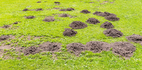 Frische Maulwurfshügel auf der Gartenwiese.