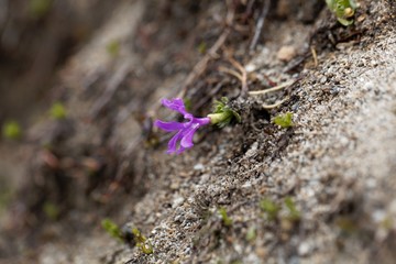 Flower of the alpine soapwort Saponaria pumila