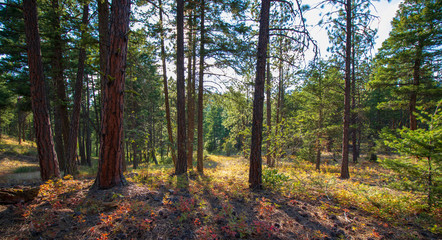 Scenic trees in a Forest View