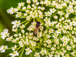 Daucus carota, braslav lakes, Vitebsk region, Belarus