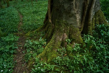 Little forest pathway