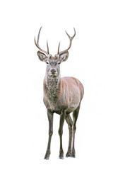 Red Deer (Cervus elaphus) isolated on white Background