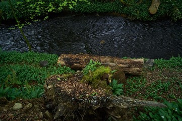 Woodland by the River