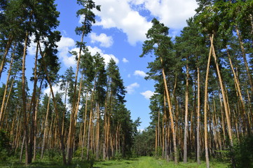 landscape in the forest