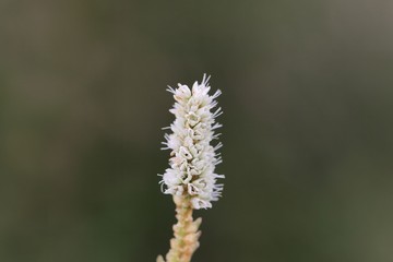 Alpine Bistort (Persicara vivpara) flower