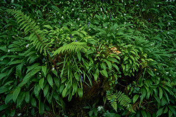 Spring forest green ground, mixed with fern plants, bluebell flowers, mushrooms and wild garlic