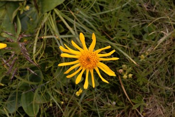 Flowers of wolf's bane (Arnica montana)