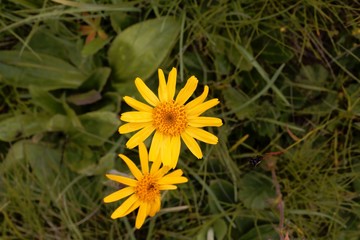 Flowers of wolf's bane (Arnica montana)