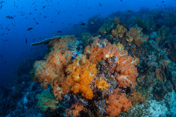 Fototapeta na wymiar Orange Soft Corals and Healthy Coral Reef in Komodo National Park