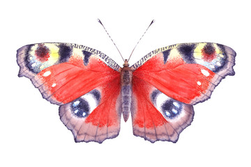 Watercolor red butterfly. Hand drawn illustration isolated on white background. Peacock