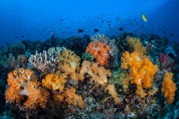 Naklejka na ściany i meble Flourishing Coral Reef in Komodo National Park