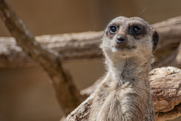 Fototapeta premium Meerkat on guard