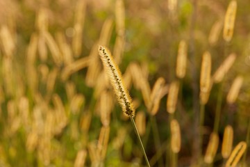 Grass at sunset in backlight close-up. Grass in the background resembles a small lights.