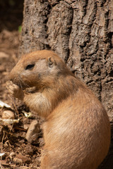 Prairie dog eating