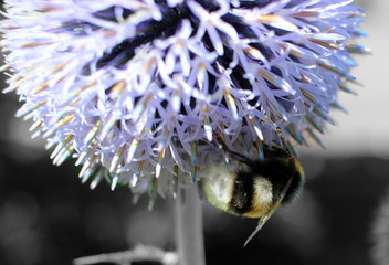 Bienen sammeln Nektar in Naturschutzgebiet © klengel1