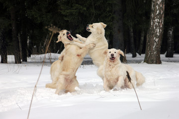Fototapeta na wymiar several best white cream golden retrievers play fervently in snow on snowy meadow