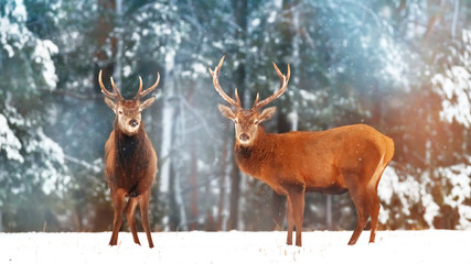 Naklejka na ściany i meble Two noble deer males with females against the background of a beautiful winter snow forest. Artistic winter landscape. Christmas image. Selective focus.