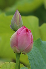 Flor de Lotus